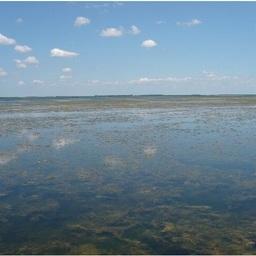 Объем биомассы погруженной водной растительности в азовских лиманах превысил 2 млн тонн - на 800 тыс. тонн больше, чем в 1985 г. Фото пресс-службы АзНИИРХ