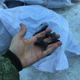 Попытку незаконного вывоза дальневосточного трепанга пресекли в автомобильном пункте пропуска Марково. Фото пресс-группы Погрануправления ФСБ России по Приморскому краю