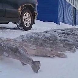 Ущерб водным биоресурсам превысил 3,85 млн рублей. Фото пресс-службы ГУ МВД России по Красноярскому краю