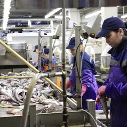 Переработка минтая на курильском заводе