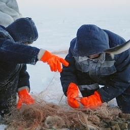 Добыча рыбы в ЯНАО. Фото пресс-службы окружного правительства