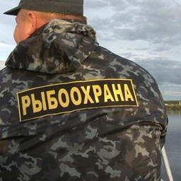 Коллеги из других регионов помогут камчатским рыбинспекторам