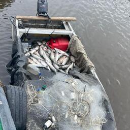 В Хабаровском крае браконьеры привлечены к уголовной ответственности за незаконную добычу кеты. Скриншот оперативной съемки