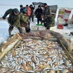 В Курганской области предприятия продолжают подледный лов. Фото пресс-службы Нижнеобского теруправления Росрыболовства
