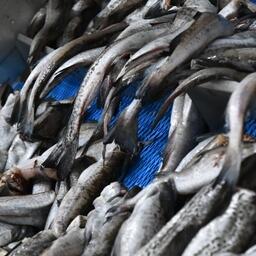 Перечень рыбной продукции для предоставления вычета по сбору за пользование водными биоресурсами будет прорабатываться дополнительно