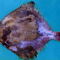 Азовский калкан с клиническими признаками вибриоза, пойманный в северной части Азовского моря. Фото пресс-службы АзНИИРХ