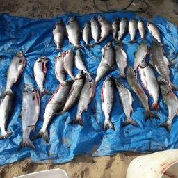 Хранение и обработка продукции осуществлялись в антисанитарных условиях, без соблюдения соответствующих технологий. Фото пресс-службы Погрануправления ФСБ России по Сахалинской области