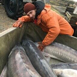 Наиболее важными стали исследования ремонтно-маточного стада белуги на Донском осетровом заводе. Фото пресс-службы АзНИИРХ