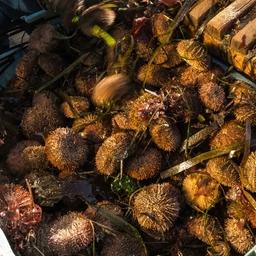 Промысел морского ежа на Курилах. Фото предоставлено ЮКРК