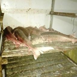 У жителя Октябрьского района ХМАО – Югры изъяли 294 туши незаконно добытого сибирского осетра. Фото пресс-службы регионального УМВД