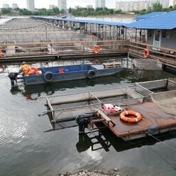 Красноярский край продолжит финансировать зарыбление Енисея осетром. Фото пресс-службы министерства экологии и рационального природопользования Красноярского края