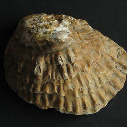 Съедобная устрица (Ostrea edulis). Фото из «Википедии»