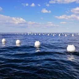 На марифермах Приморского края из-за аномального перегрева воды гибнут гидробионты — в первую очередь гребешок. Фото предоставлено председателем Дальневосточного союза предприятий марикультуры Романом ВИТЯЗЕВЫМ