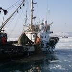 Подчас административный процесс внесения изменений в правила рыболовства не поспевает за реалиями производственной деятельности