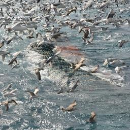 Выборка трала с уловом на Дальнем Востоке