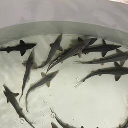 Годовики сибирского осетра на рыбоводном заводе. Фото пресс-службы Верхне-Обского филиала Главрыбвода
