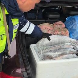 Браконьерскую рыбопродукцию в автомобилях выявляют сотрудники ДПС. Кадр оперативной съемки