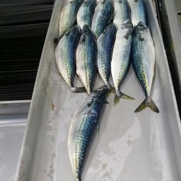 Японская скумбрия (Scomber japonicus)