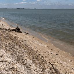 Расследование и ликвидация последствий гибели рыбы в Цимлянском водохранилище. Фото пресс-службы минприроды Ростовской области