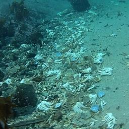 Экзувии камчатского краба на сублиторали. Баренцево море, Варангер-фьорд, губа Печенга, глубина 6 м., февраль 2016 г. Фото пресс-службы ВНИРО