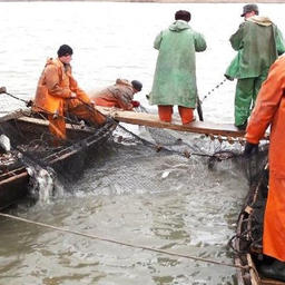 По мнению ученых, сейчас рыбопродуктивность водоемов комплексного назначения на Ставрополье не соответствует их потенциальным возможностям. Фото пресс-службы АзНИИРХ