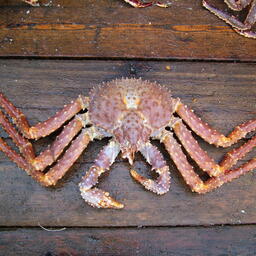 К роду Lithodes относится, в частности, равношипый краб