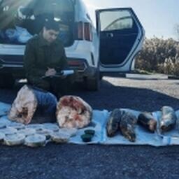 15 жителей Волгоградской области подозреваются в нелегальном обороте продукции из осетровых. Фото пресс-службы регионального СУ СК
