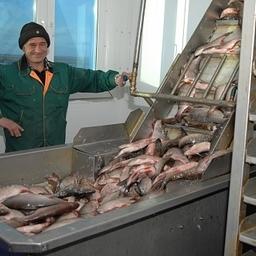 Рыбозавод в ЯНАО. Фото пресс-службы правительства округа