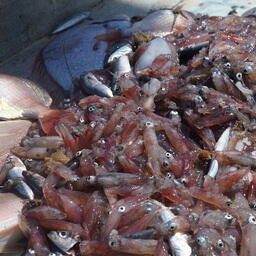 В водах Мозамбика наблюдалось самое высокое разнообразие биоресурсов по сравнению со странами Западной Африки, где уже проводились исследования. Фото пресс-службы АтлантНИРО
