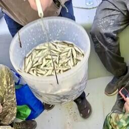 В ХМАО в реку Обь выпустили 8 млн штук молоди муксуна. Фото пресс-службы департамента агропромышленного комплекса Ямало-Ненецкого автономного округа