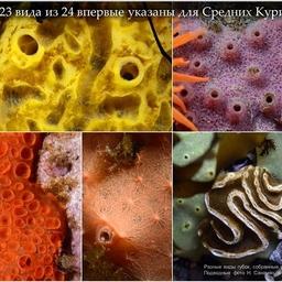 В книгу вошло большое количество новых для науки видов гидробионтов. Фото пресс-службы ДВО РАН