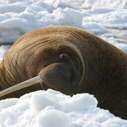 Моржиха дремлет на льду. Фото Joel Garlich-Miller, U.S. Fish and Wildlife Service