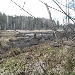 Несанкционированный сброс воды Успенской плотиной осушил нерестилища реки Клязьма. Фото пресс-службы Московско-Окского теруправления Росрыболовства.