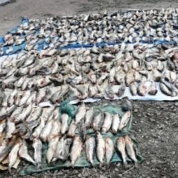 Изъятый у браконьера омуль. Фото пресс-службы Восточного межрегионального СУТ СКР