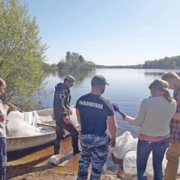 В водоемы Вологодской и Псковской областей заселили в общей сложности более 7 млн личинок нельмы и щуки. Фото пресс-службы Северо-Западного территориального управления Росрыболовства