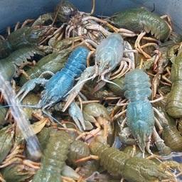 Речные раки. Фото с сайта kazan.fishretail.ru