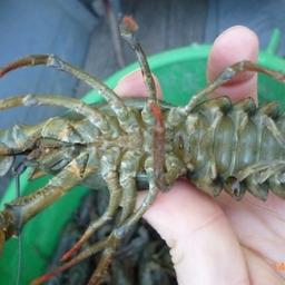 Самец кубанского длиннопалого рака промыслового размера из лимана Войскового. Фото пресс-службы АзНИИРХ