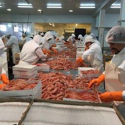 После окончания забастовки аргентинские рыбаки отправятся за «красным золотом» - креветкой. Фото портала Undercurrent News