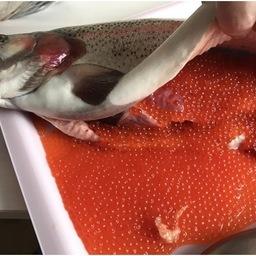 Ученые отследили изменения выхода икорной продукции на «красной» путине. Фото пресс-службы ТИНРО