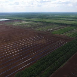 Торфяное месторождение Оршинский мох в Тверской области. Фото Кирилла Шахматова (WWF России)