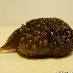 Круглопер ошипленный. Фото пресс-службы WWF России