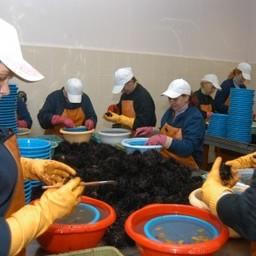 Извлечение икры из морских ежей. Фото пресс-службы ПБТФ