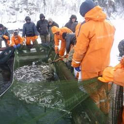 Ученые исследуют запасы проходных корюшек Амура. Фото пресс-службы ВНИРО