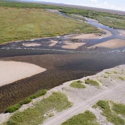 Горбуша, река Кихчик. Иллюстрация с сайта КамчатНИРО