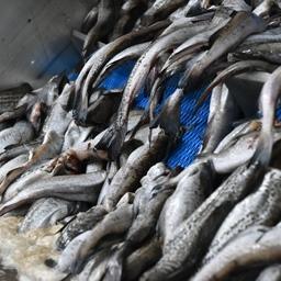 Производство рыбопродукции на российском заводе