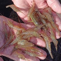 В Азовском море растут запасы креветок. Фото пресс-службы АзНИИРХ