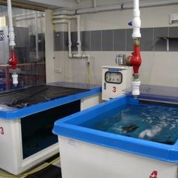 УЗВ с производителями серого морского ежа. Фото пресс-службы СахНИРО