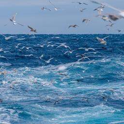 Национальный центр безопасности продукции водного промысла и аквакультуры представил результаты мониторинга районов вылова за 2021 г. Фото пресс-службы ГК «Антей»