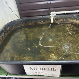 В Новочеркасске пресекли продажу раков без маркировки. Фото пресс-службы ГУ МВД по Ростовской области