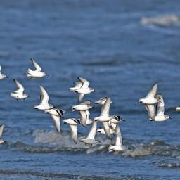 Птицы заглатывают пластиковые отходы, принимая их за пищу. Фото ЮНЕП